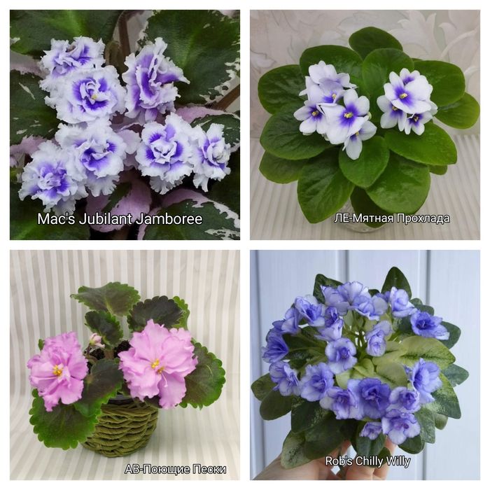 Продам фіалки міні і напівміні