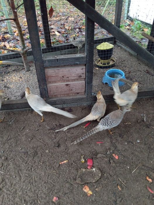 Bażanty bananowe na sprzedaż