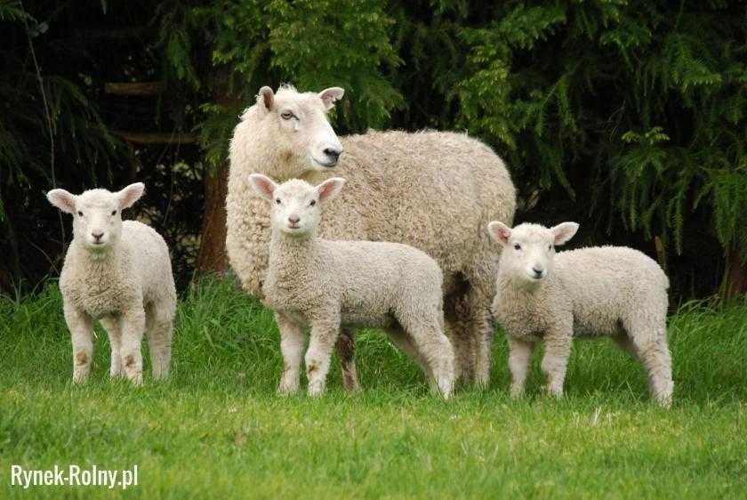 mleko dla jagniąt kozląt  jagnieta kozleta owce barany kozy