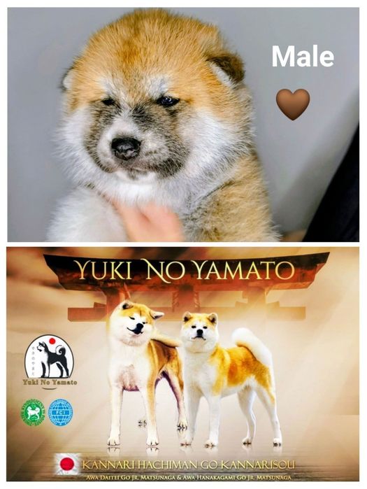 Akita Inu ZKwP/FCI