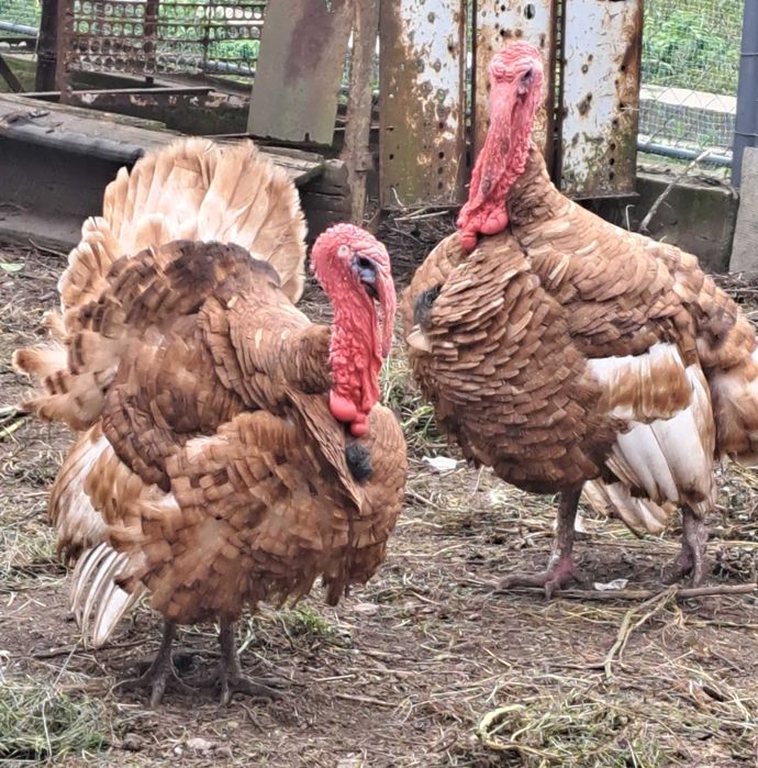 Сім'я індиків - червоний бурбон.