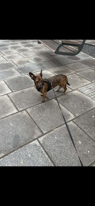Suczka 4 lata Luna
