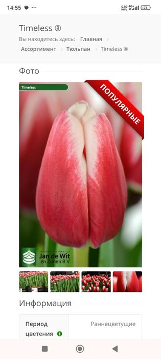 Продам тюльпани.