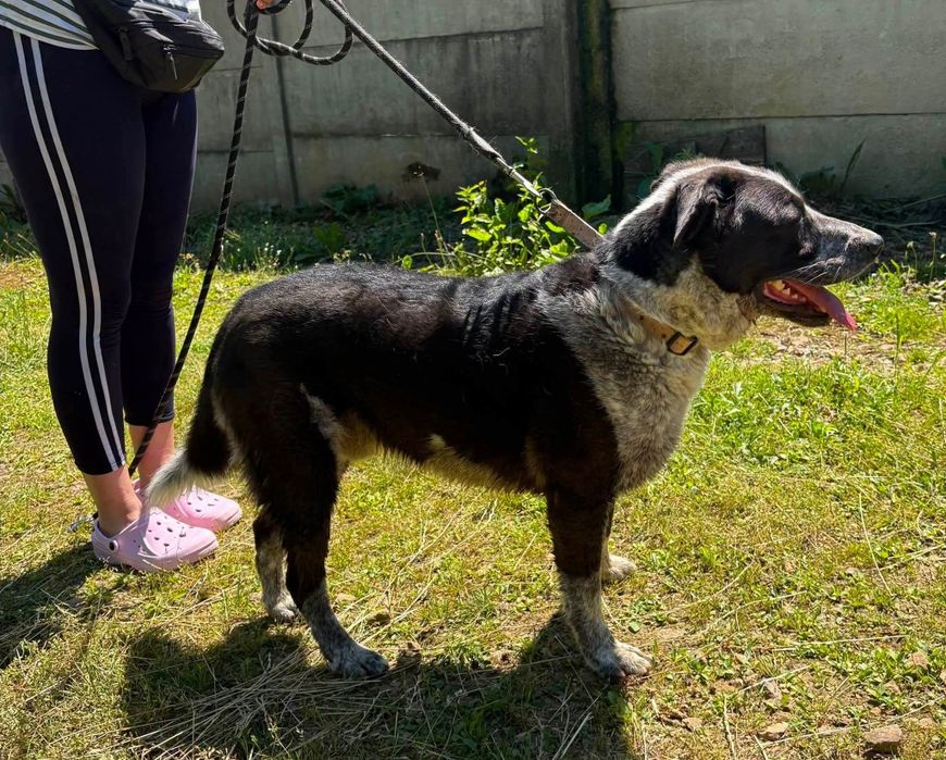 Łagodny i spokojny mix border- adopcja