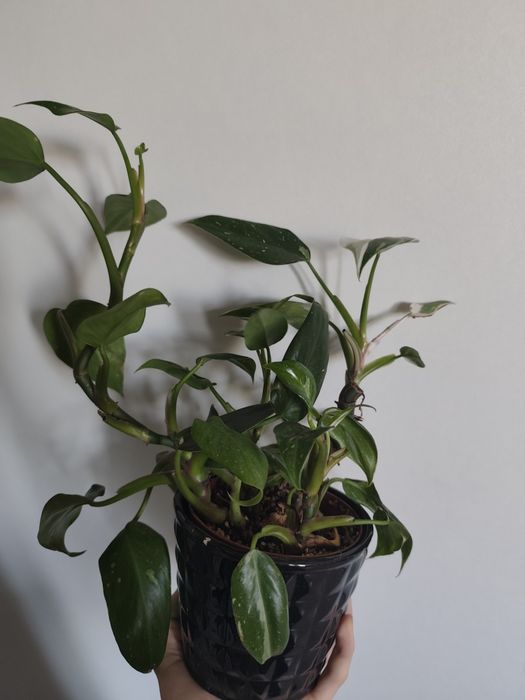 Philodendron  white princess variegata szczepki
