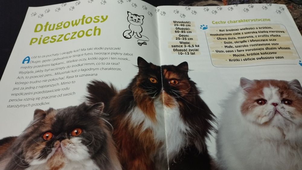Rasy kotów - kolekcjonerskie