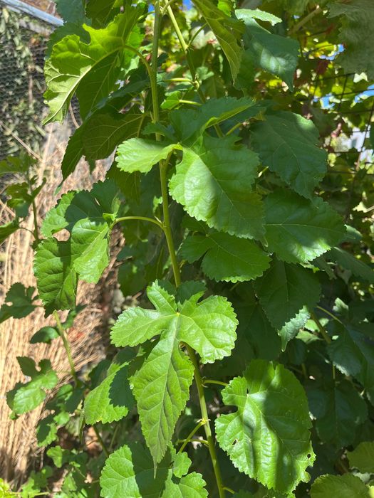 Amoreira branca para plantar