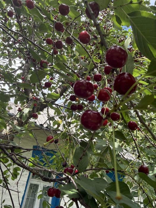 Продам будинок с. Лісовичі Київська область