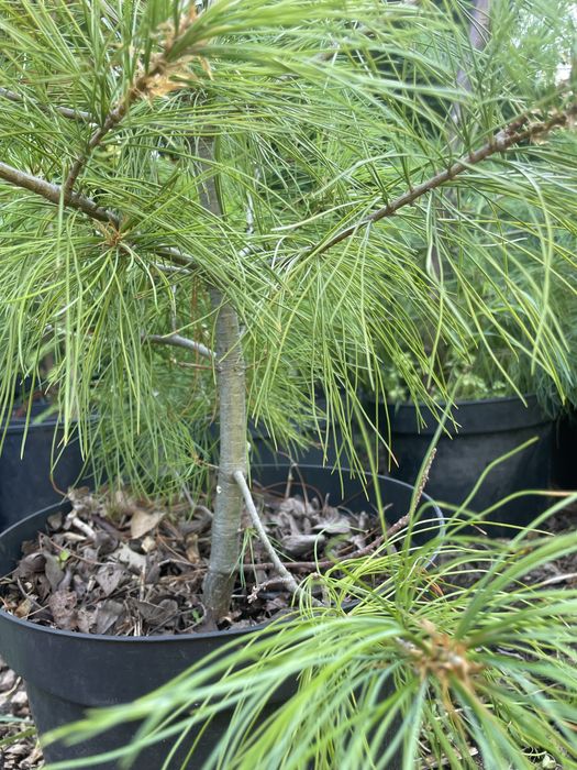 Казанова 5 порно видео