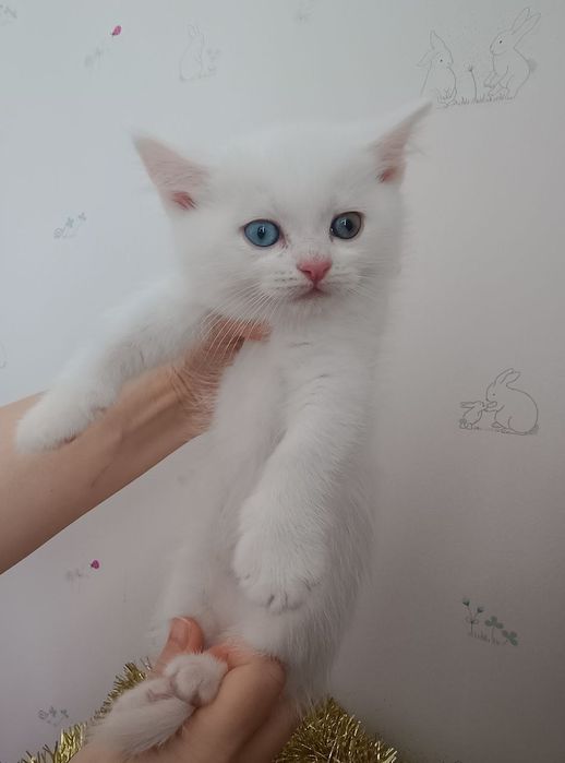 Знижка.До дня закоханих.Шотландські кошенята,котики, продам, висловухі