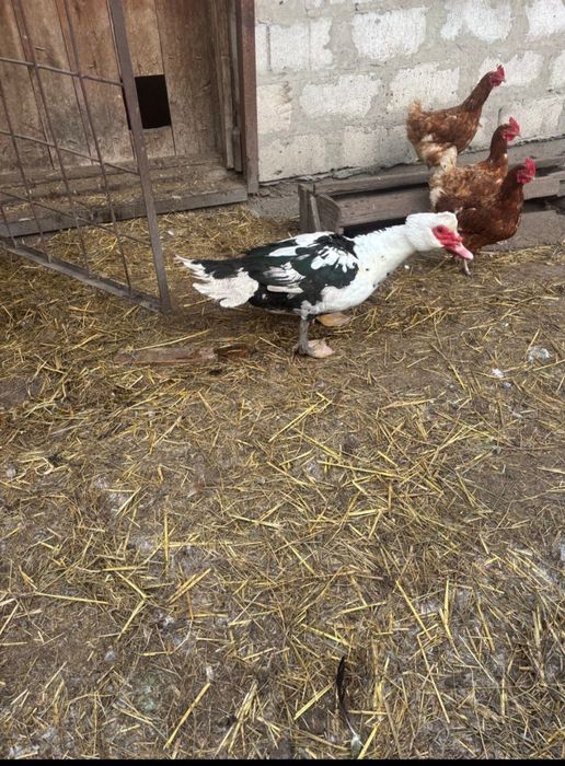 Подам качура шипун