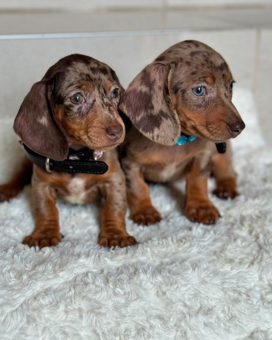 Шоколадний мрамор таксята міні , та кролячі.