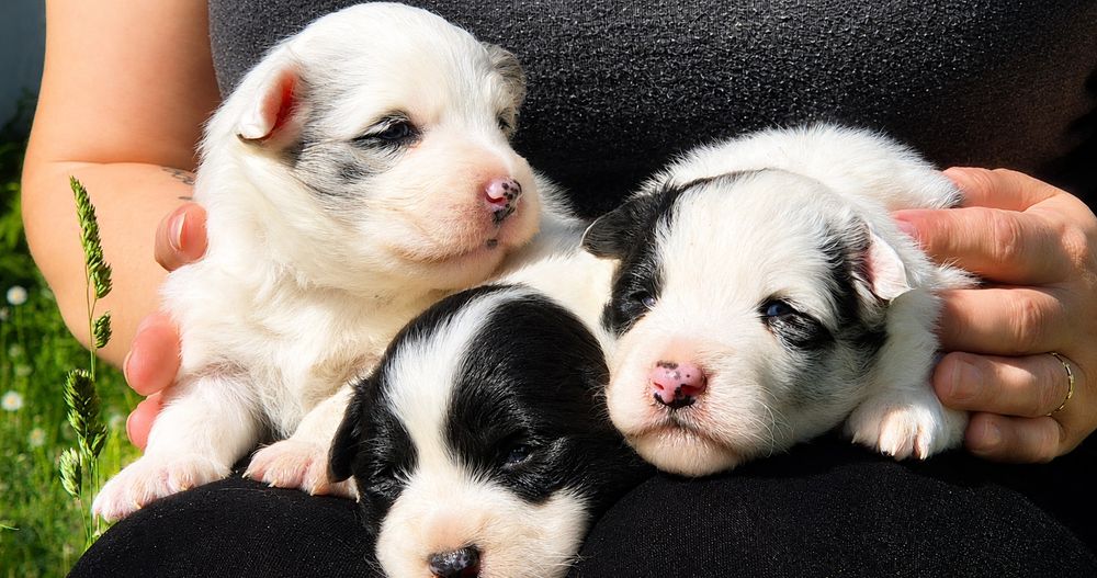 Border collie piesek
