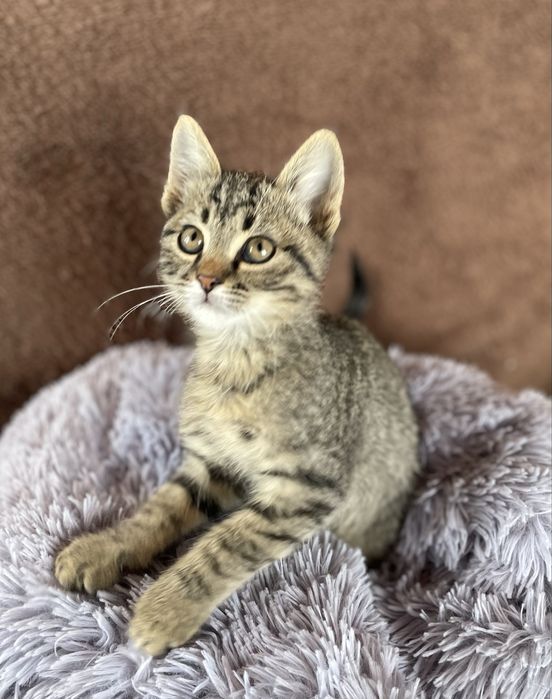 Котята бесплатно