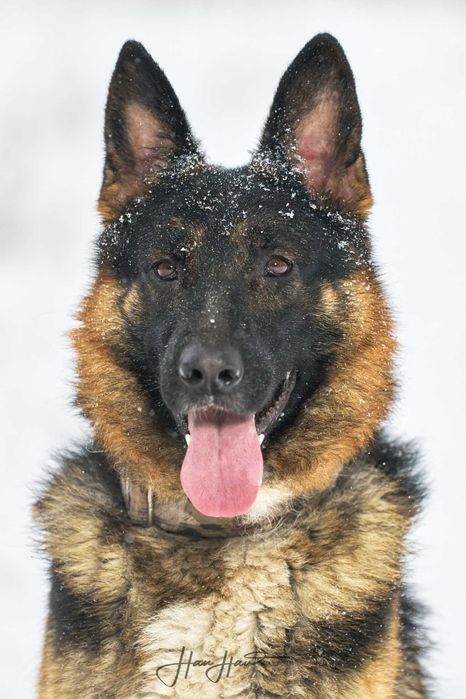 Czy to Ty szukasz psa