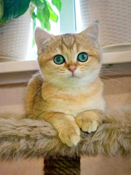 Золота шиншила. Британське кошеня. BRI ny25