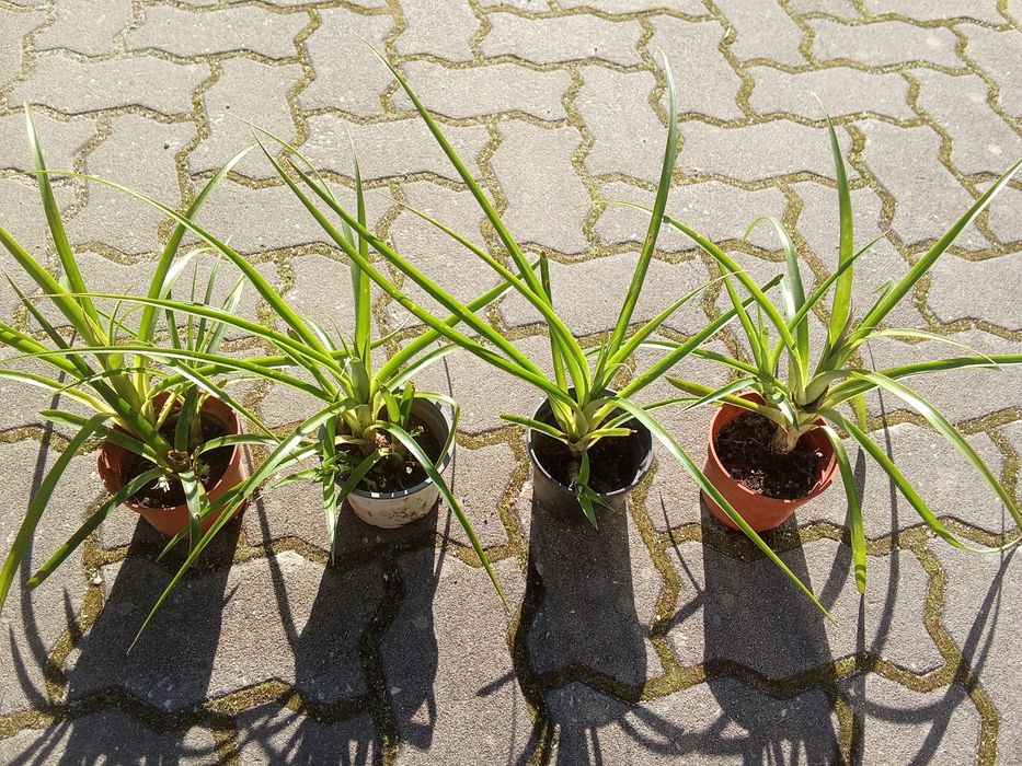 Bromélias lágrimas de rainha