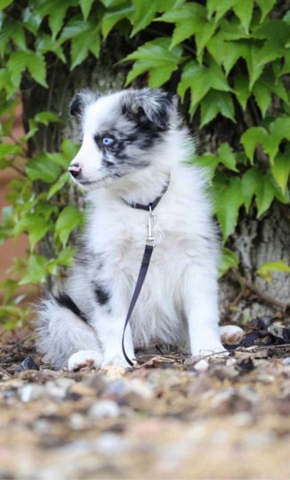 Border Collie  szczeniak