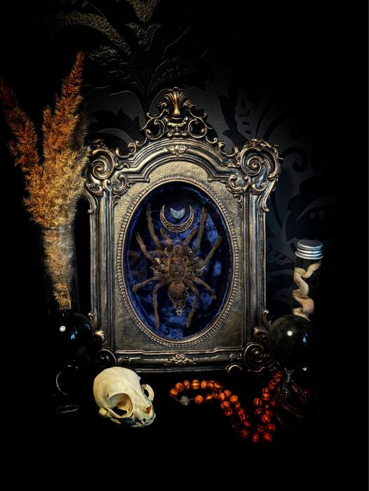 Tarantula w ramie ze szkłem