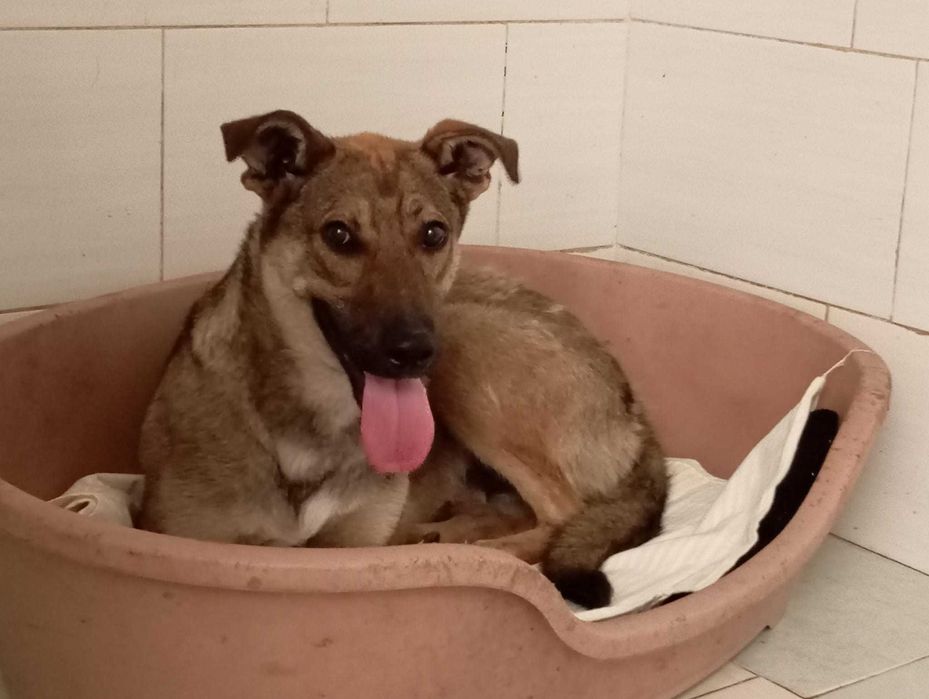 HADAR - wystraszony psiak prosi o dom