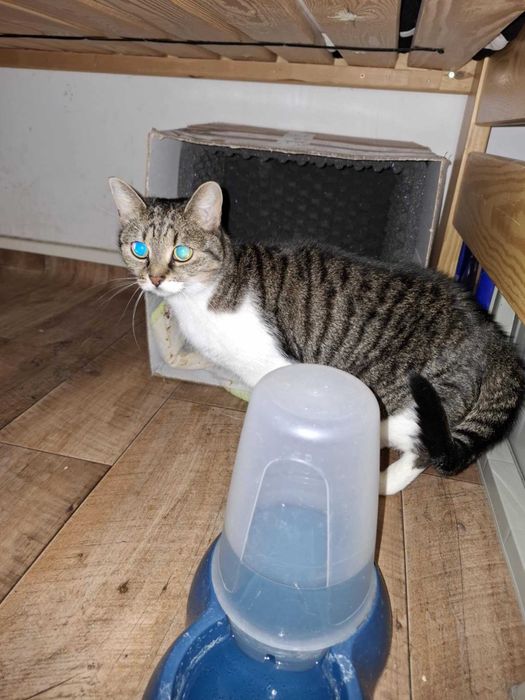 Daj LUNIE spokojny, kochający dom, w którym będzie jedynaczką