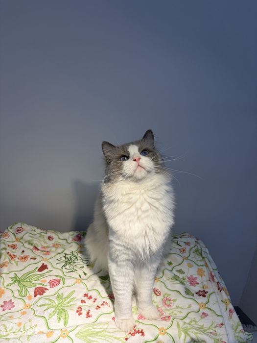 Koteczki o wyjątkowo przyjacielskim charakterze Ragdoll z KittyandLove*PL