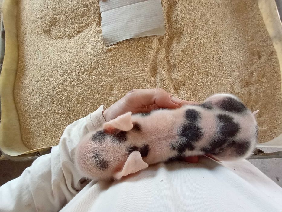 PÓŁTUSZE WIEPRZOWE, świnia,świeże, naturalne od rolnika własna hodowla