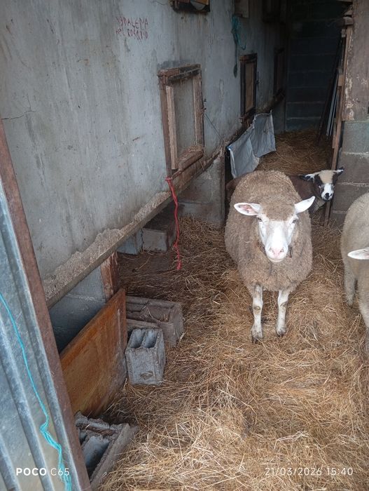 Vendo ovelha ile de france com três anos