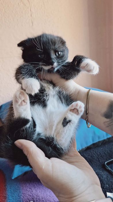 Kociaki do adopcji