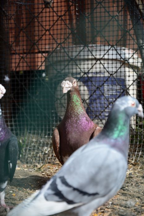 Gołębie Staropolskie