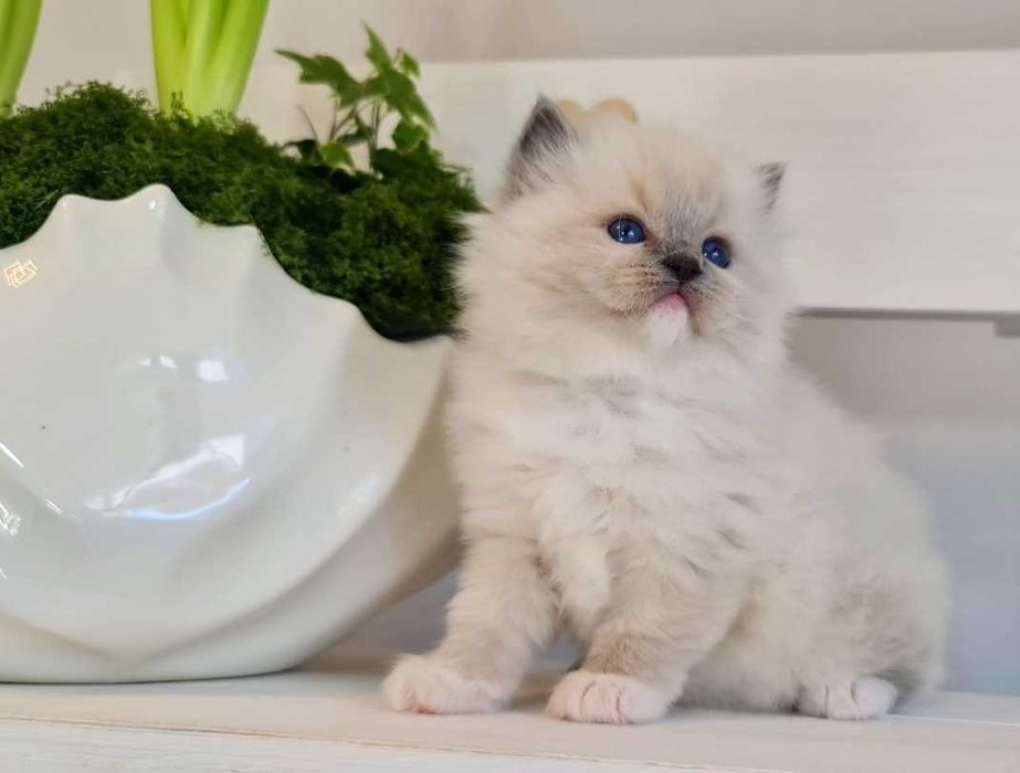 Kotka Ragdoll blue mitted z rodowodem