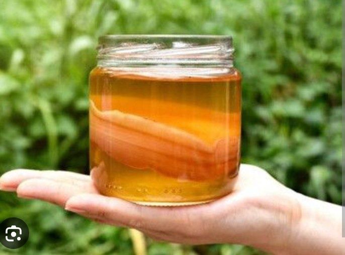 Чайний гриб камбуча