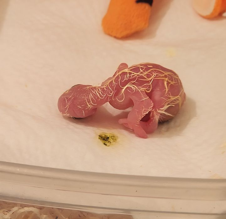Caturra domesticada
