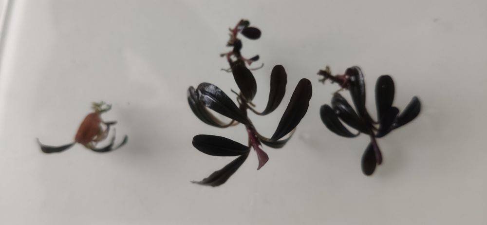 Bucephalandra Sp. Paris