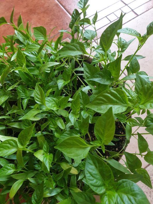 Papryka słodka 30 sadzonek