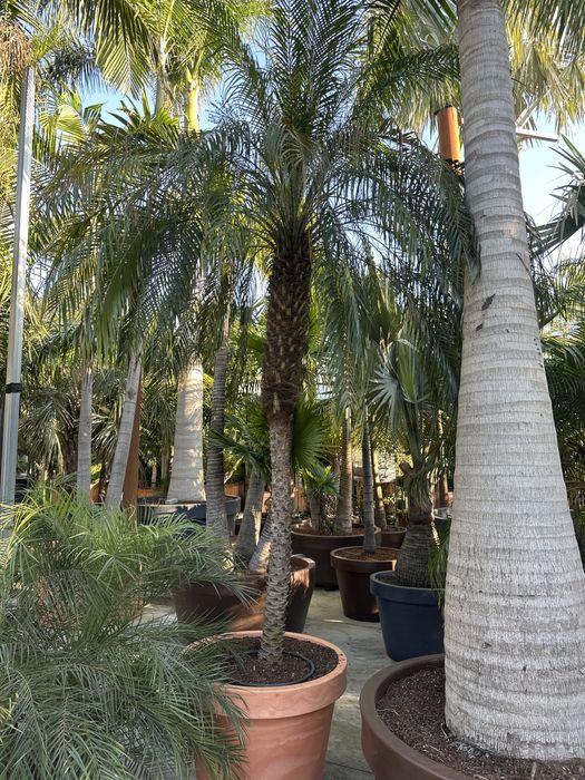 Phoenix Roebellenii 50-300cm - Palmeiras