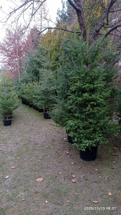 CHOINKI rezerwacja w szkółce doniczkowych roslin