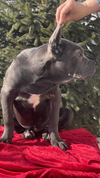 Кане корсо дівчинка