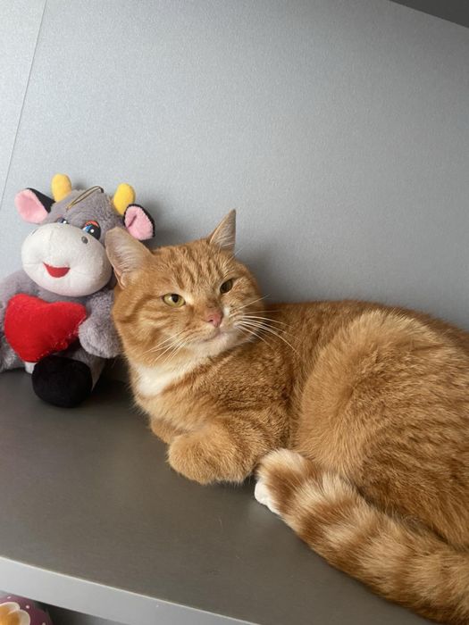 Девочка стерилизована спасена