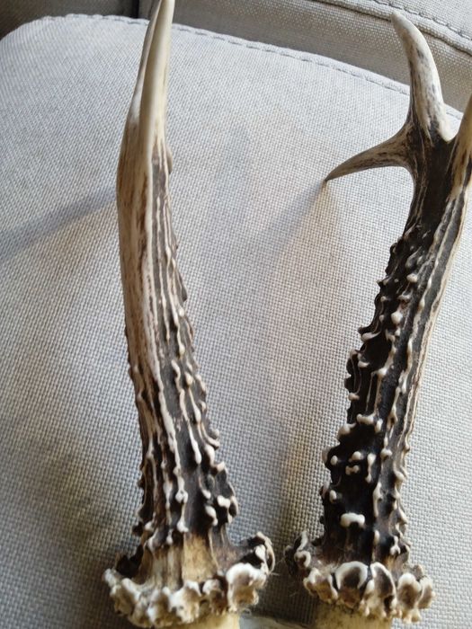 Para parostków kozła