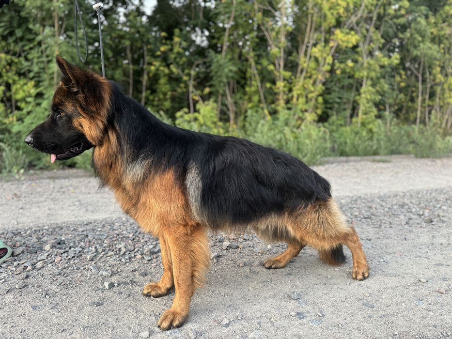 Кобель німецька вівчарка вʼязка