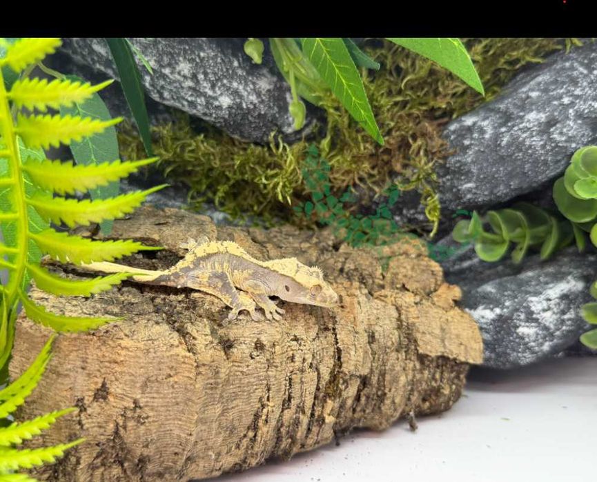 Gekon orzęsiony Gekony orzęsione Toruń