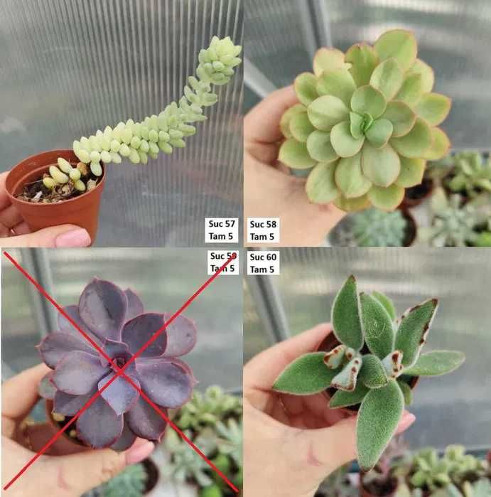 Suculentas Variadas: echeverias, cristatas, aeoniums, variegatas