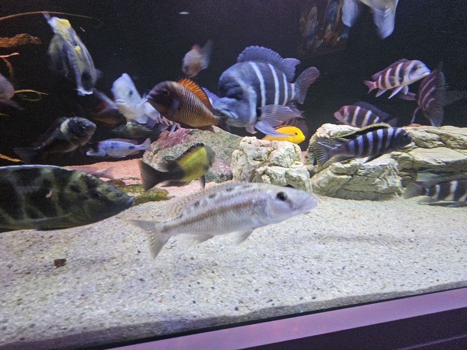 Dimidiochromis compressiceps pyszczak nóż