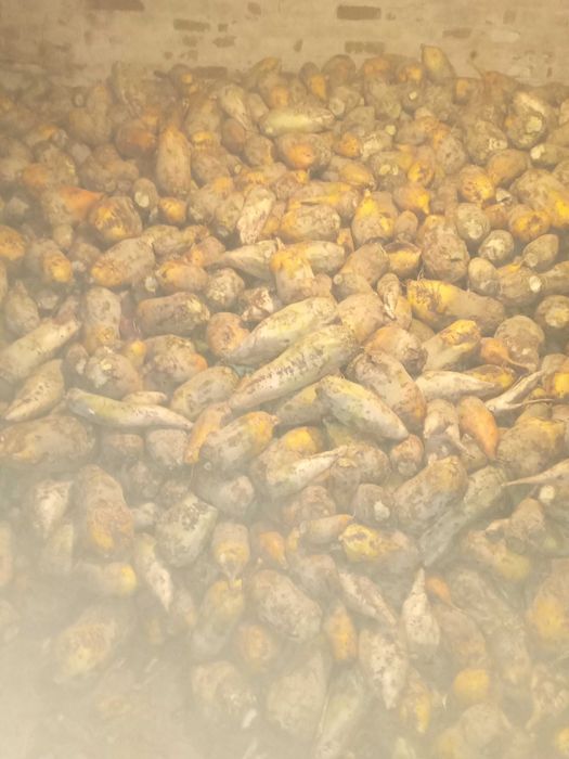 Буряки кормові домашні.