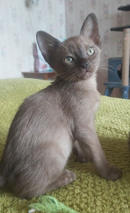 Бурманские котята , бурма, мальчики