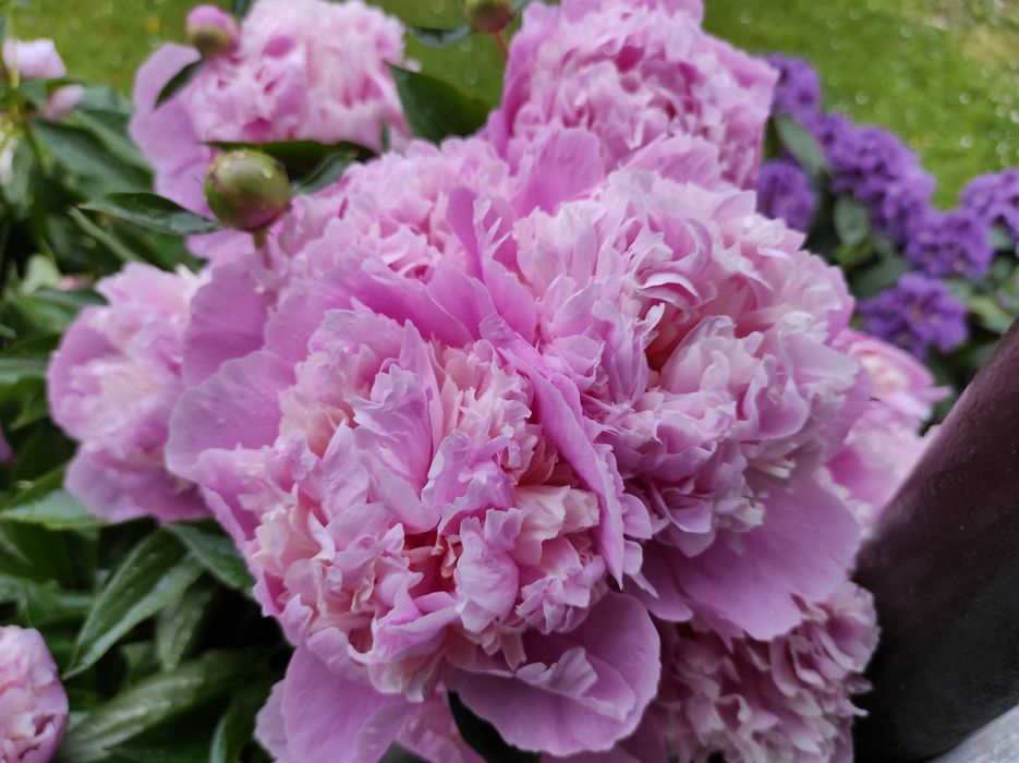 promocja na Irysy pachnące białe