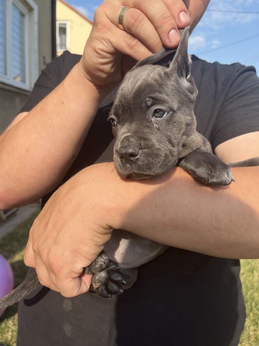 Cane Corso Suczka Wzorowa