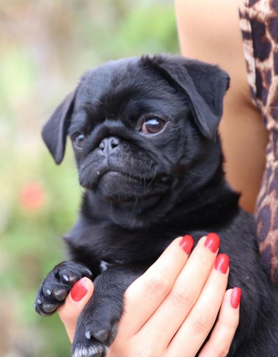 Продам щенка мопса