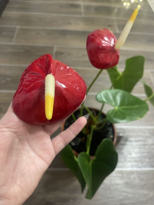 Адаптований  домашній дуже гарний